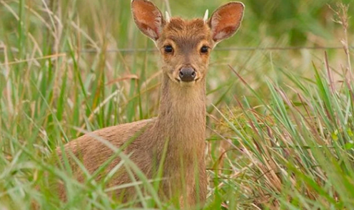 Encontraron un "bambi" que estaba siendo atacado por un grupo de perros en el Suroeste de Rafaela