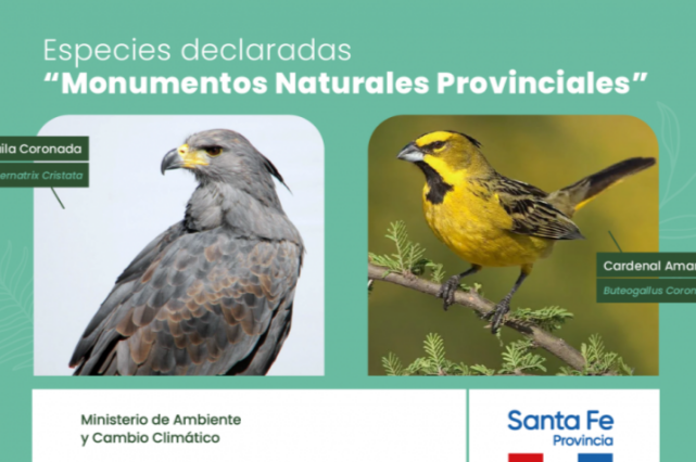 VillaOcampoSF :. - Dos nuevas especies naturales protegidas por Ley:  cardenal amarillo y águila coronada.